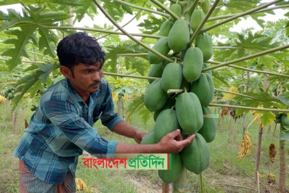 শ্রীপুরে পেঁপে চাষে আলমাছের ভাগ্যবদল