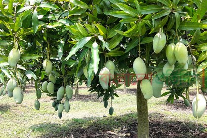 রপ্তানি হচ্ছে নওগাঁর আম্রপালি