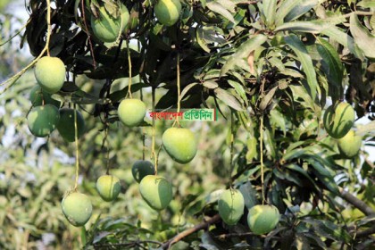 হাঁড়িভাঙ্গা আম বাজারে আসছে রবিবার
