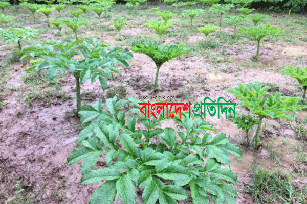 ওলকচু চাষে লাভের স্বপ্ন 