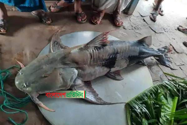 ৪৭ কেজির এক বাগাইড় মাছেই জেলের ভাগ্য বদল