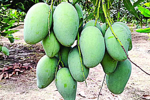 আম্রপালি গেল ইংল্যান্ডে