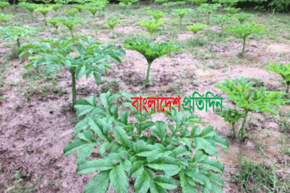 ওলকচু চাষে লাভের স্বপ্ন 
