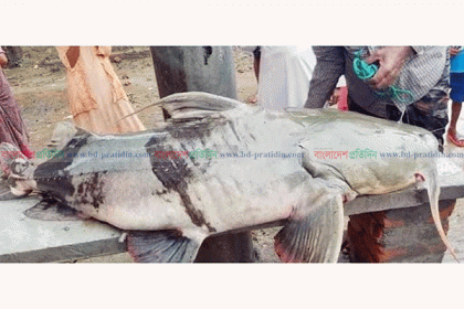 পদ্মায় ধরা পড়ল ৭১ কেজি ওজনের বাঘাইড়