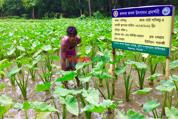 পানিকচু চাষে সফলতা 