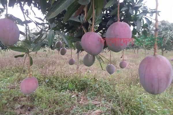 পৃথিবীর সবচেয়ে দামি আম ‌‘সূর্যডিম’এখন তেঁতুলিয়ায়