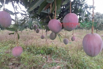 পৃথিবীর সবচেয়ে দামি আম ‌‘সূর্যডিম’এখন তেঁতুলিয়ায়