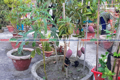রংপুরে ছাদ বাগানে দামি আম 'সূর্যডিম' 