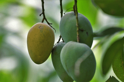 অনলাইনে আম ব্যবসায় স্বাবলম্বী রাবি শিক্ষার্থীরা