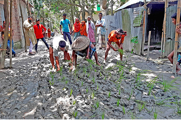 চলাচলের অযোগ্য সড়কে 
ধানের চারা রোপণ করে প্রতিবাদ