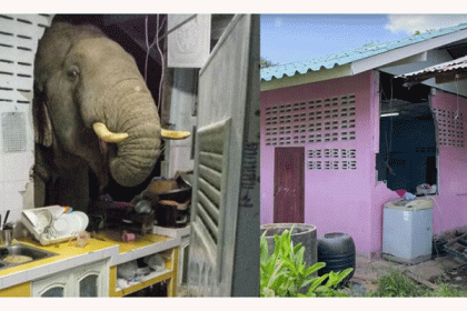যে কারণে গভীর রাতে দেয়াল ভেঙে রান্নাঘরে হাতি! (ভিডিও)