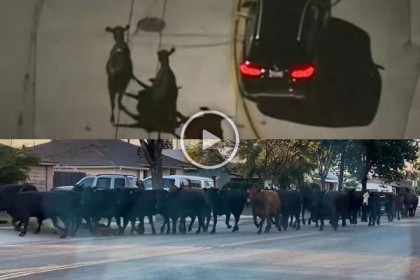 কসাইখানা থেকে পালিয়ে গেল গরু