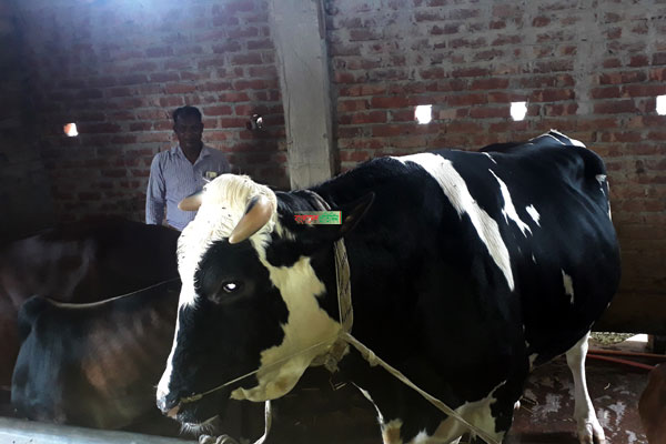 করোনায় কোরবানির পশু নিয়ে চিন্তিত ছোট খামারিরা  

