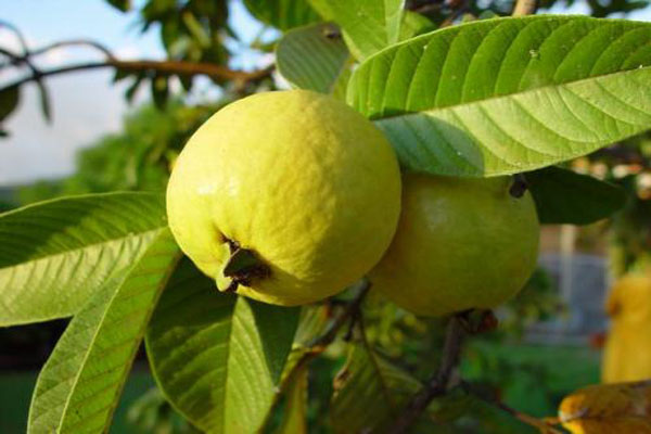 ত্বক, চুল ও চোখের পুষ্টি জোগায় পেয়ারা 