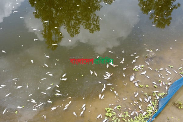 নাটোরে মাছের সাথে শত্রুতা!