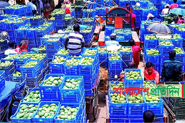 লকডাউন ঘোষণায় নওগাঁর আমের বাজারে ধস, দিশেহারা চাষিরা
