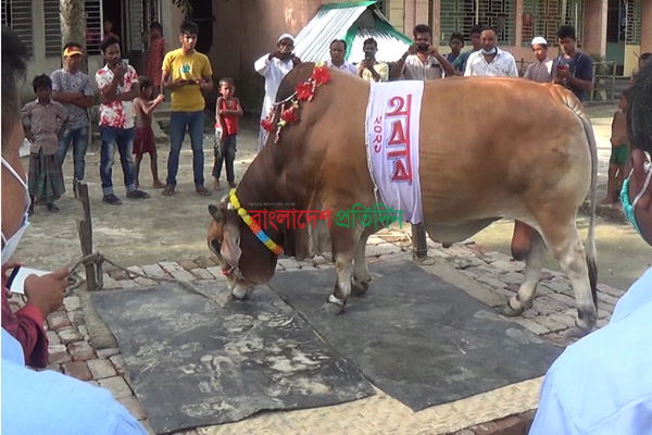 ২৮ মণ ওজনের ‘নবাব’র দাম হাঁকালেন ১২ লাখ!