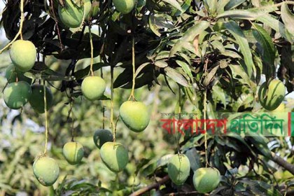 লকডাউনের খবরে হাঁড়িভাঙ্গা আমের বাজারে ধস