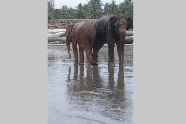 অবশেষে সেই হাতি দুইটি বঙ্গোপসাগর থেকে উদ্ধার