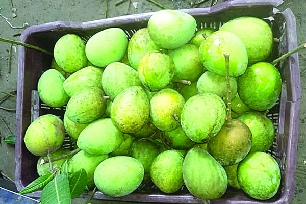লকডাউনে হাঁড়িভাঙা আমের বাজারে ধস