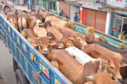 ঈদে পশুবাহী যান চলাচল নিয়ে সড়ক পরিবহন মন্ত্রীর নির্দেশনা

