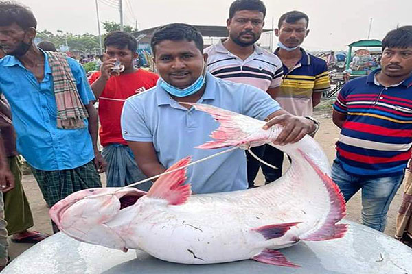 রাড়বাড়ীতে পদ্মায় জেলের জালে ২১ কেজির পাঙ্গাস