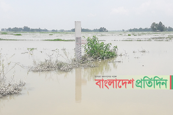 তিস্তায় বন্যার আশঙ্কা, চরাঞ্চল প্লাবিত