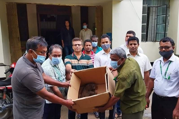 রাঙামাটিতে লজ্জাবতি বানর উদ্ধার