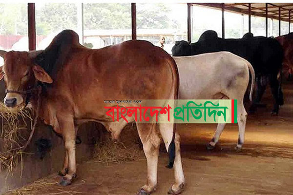 অনলাইনে বিক্রির জন্য প্রস্তুত নাটোরের ৩ লাখ ৩৫ হাজার গবাদি পশু