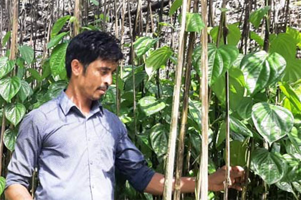 জনপ্রিয় হয়ে উঠেছে পান চাষ