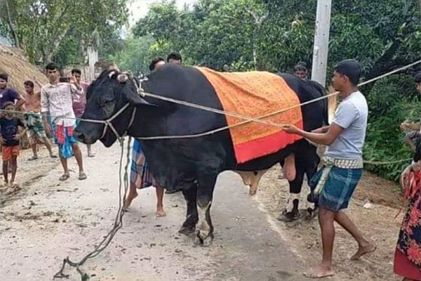 ‘বেনাপোলের বস গরু’র ওজন ৩৮ মণ, দাম হাঁকানো হয়েছে ২৫ লাখ টাকা