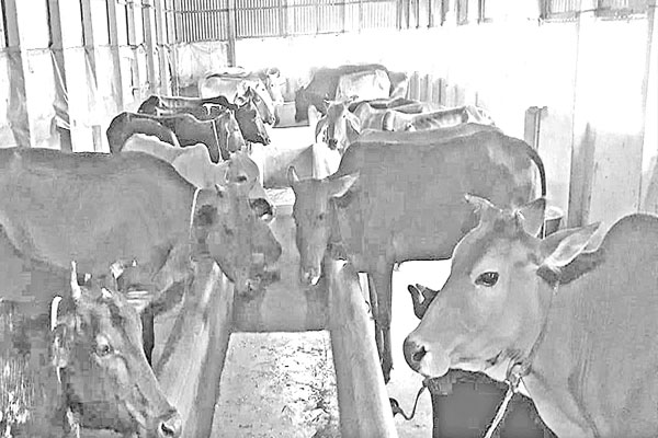 কোরবানির জন্য প্রস্তুত চাহিদার আড়াই গুণ বেশি গরু-ছাগল