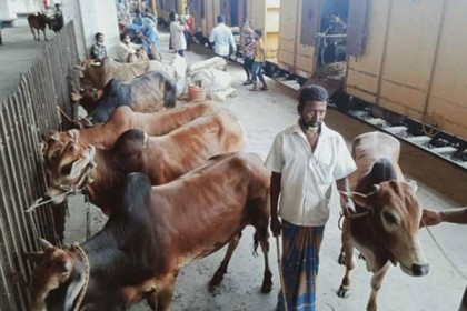 কোরবানির পশু বহনে এবার কি চালু হবে স্পেশাল ট্রেন সার্ভিস?

