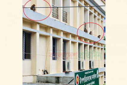 অফিস পাড়ায় দাপট দেখাচ্ছে বানরের দল!