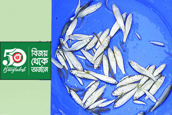 দেশি মাছের উৎপাদন বেড়েছে চার গুণ