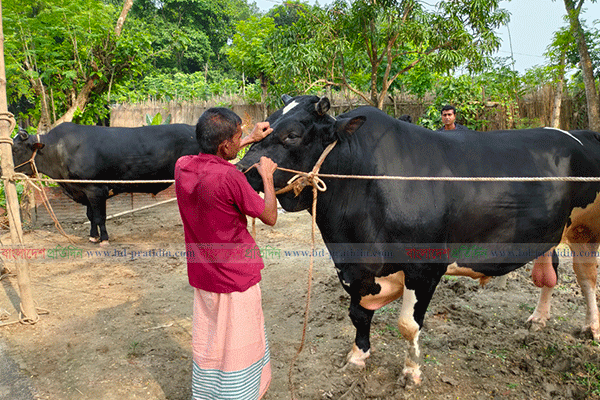 কোরবানির হাট মাতাবে 'রাজা-বাদশা' 