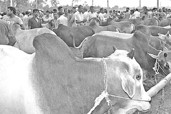 কোরবানির হাটে লকডাউন
