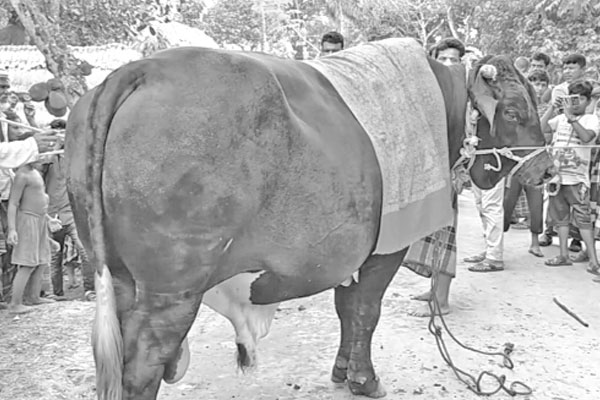 ৩৮ মণের ‘বেনাপোলিয়ন’ দাম হাঁকা হচ্ছে ৩০ লাখ