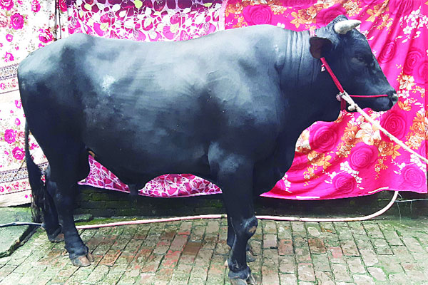 এবার ৩০ লাখে বিক্রি হবে চাঁপাই সম্রাট