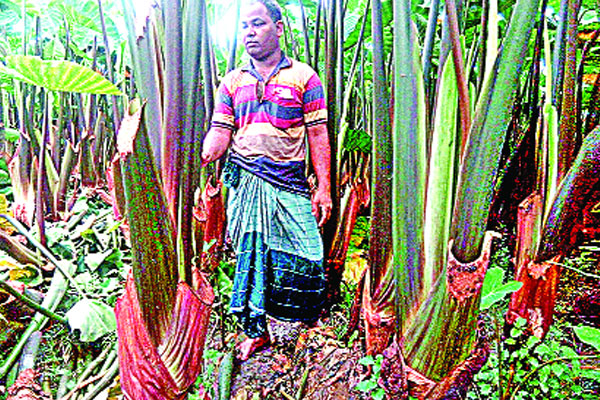 কোরিয়ান পানিকচু চাষে সাফল্য
