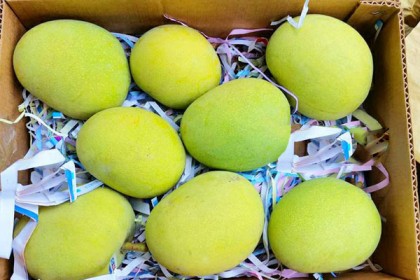 নেপালে গেল প্রধানমন্ত্রীর উপহারের ১ টন আম