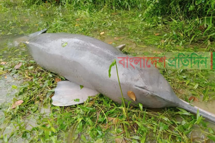 হালদা নদী থেকে আরও একটি মৃত ডলফিন উদ্ধার