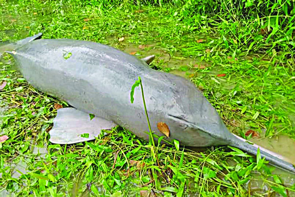 হালদায় ভেসে উঠল মৃত ডলফিন