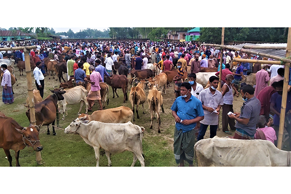 নির্দেশনা অমান্য করে পশুর হাট; ভেঙে দিল প্রশাসন 