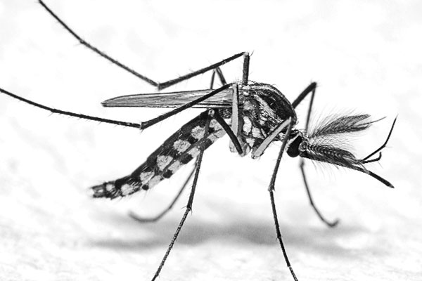 ডেঙ্গু নিয়ে কিছু কথা