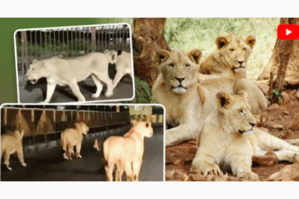 রাস্তায় ঘুরে বেড়াচ্ছে সিংহের দল, আতঙ্কিত আমজনতা! (ভিডিও)
