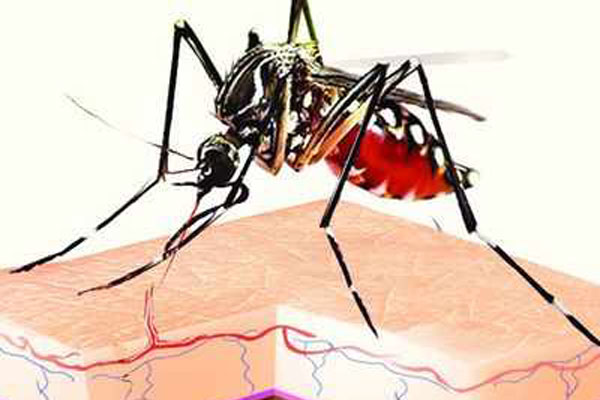 করোনায় বিধ্বস্ত ভারতে এবার জিকা ভাইরাসের হানা