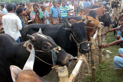তিন পশুর হাট বাতিল করল ডিএসসিসি

