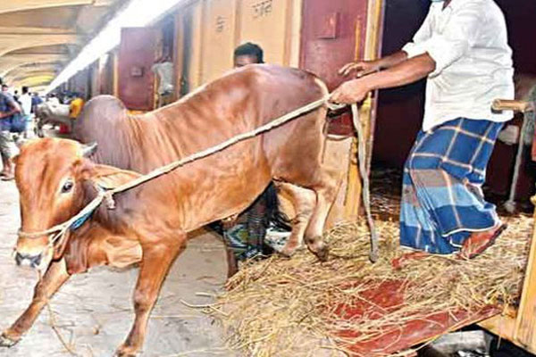 ৫৯২ টাকায় কোরবানির পশু আসবে ঢাকায়

