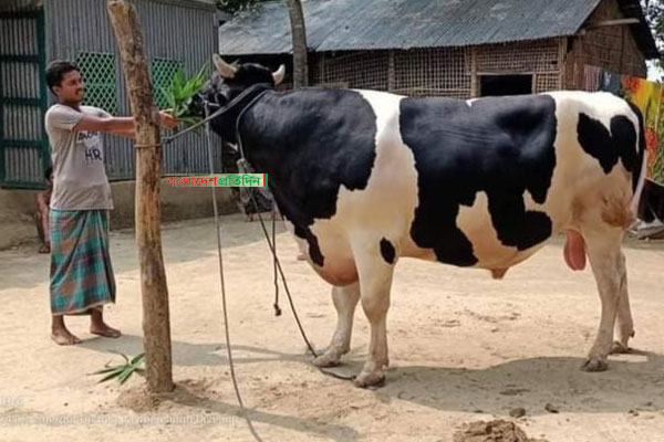 ‘আমার সুলতানই হয়তো বাংলাদেশের সবচেয়ে বড় গরু’ 


